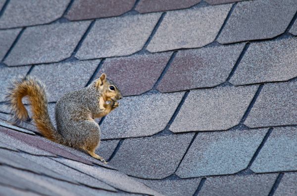 Waco Wildlife Removal