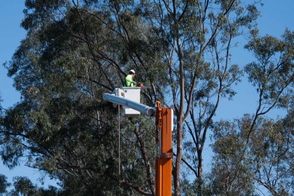 Waco Tree Trimming