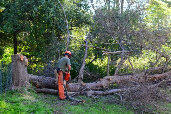 Waco Tree Removal